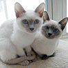 2 Kittens