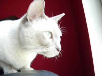 White Cat